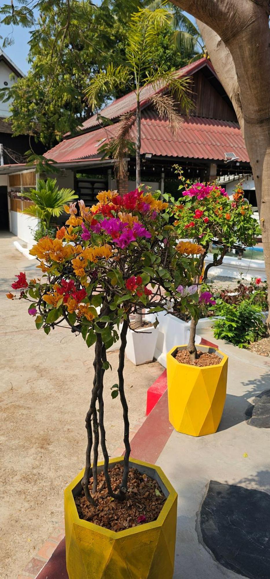 Sabaidee Guesthouse Luang Prabang Exteriér fotografie